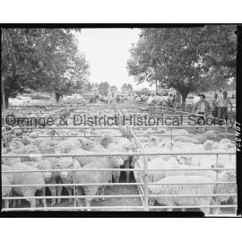 Orange Saleyards
