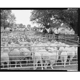 Orange Saleyards