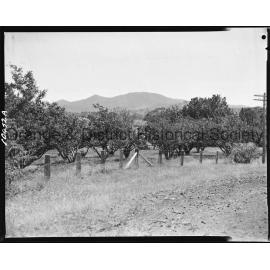 Orchard, Mount Canobolas
