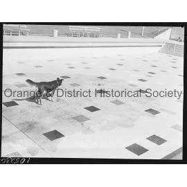 Filling the Olympic pool