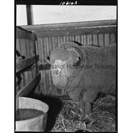 Stock Merino ram