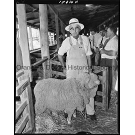 Stock Merino ram