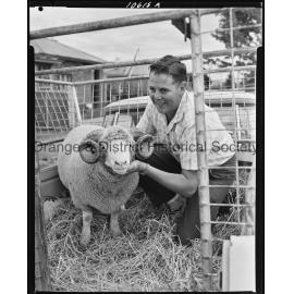 Dorset Horn stud ram