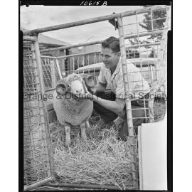 Dorset Horn stud ram