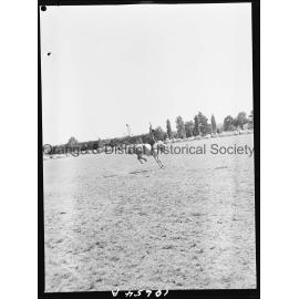 Bushman's Carnival