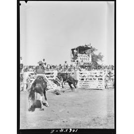 Bushman's Carnival