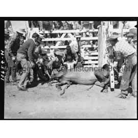 Bushman's Carnival