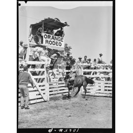 Bushman's Carnival
