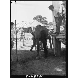 Bushman's Carnival