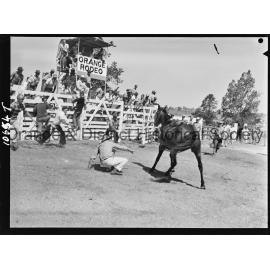 Bushman's Carnival
