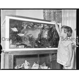 Tropical fish aquarium