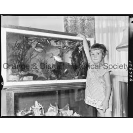 Tropical fish aquarium