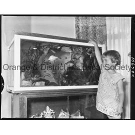 Tropical fish aquarium
