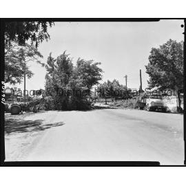 Felled elm tree