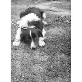 RSPCA dogs' home