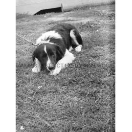 RSPCA dogs' home