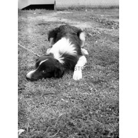 RSPCA dogs' home