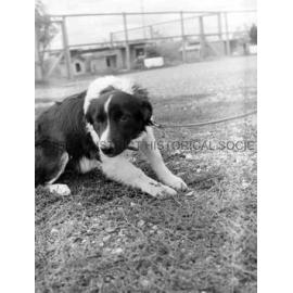 RSPCA dogs' home