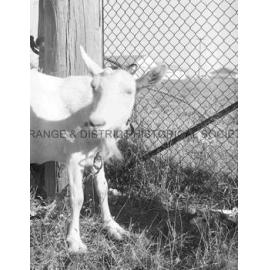 Pet goat
