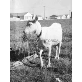 Pet goat
