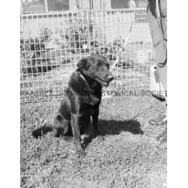RSPCA dogs' home
