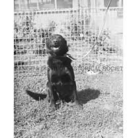 RSPCA dogs' home