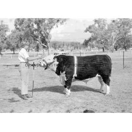 Cumnock Show