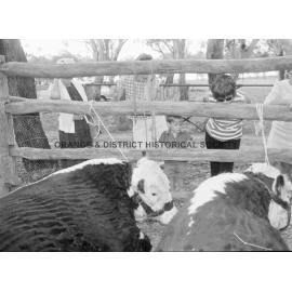 Cumnock Show