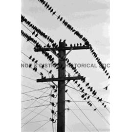Starlings proving a pest
