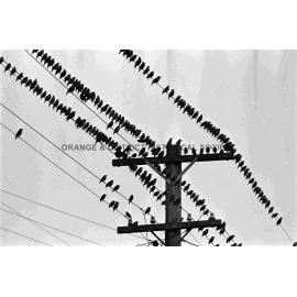 Starlings proving a pest
