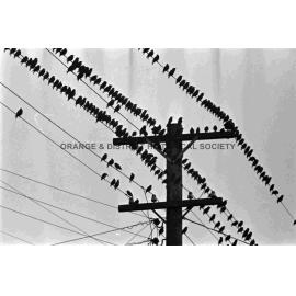Starlings proving a pest