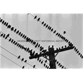 Starlings proving a pest