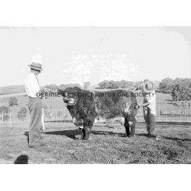 Prize bull