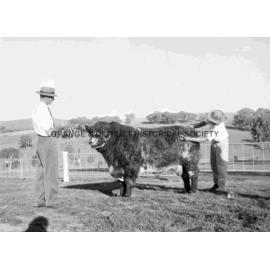 Prize bull