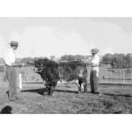 Prize bull