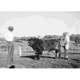Prize bull