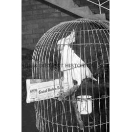 Pet cockatoo