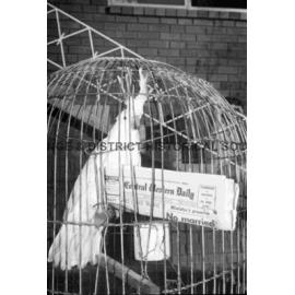 Pet cockatoo