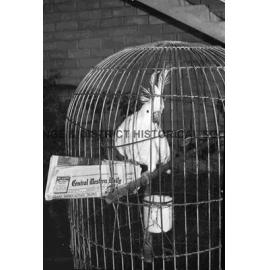 Pet cockatoo