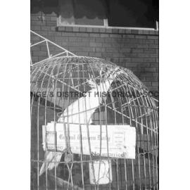 Pet cockatoo