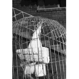 Pet cockatoo