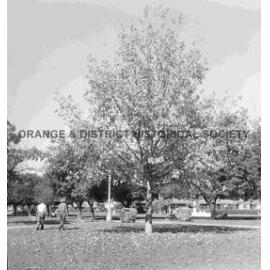 Oak tree