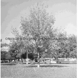 Oak tree