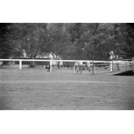 Molong sheep dog trials