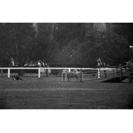 Molong sheep dog trials