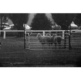 Molong sheep dog trials