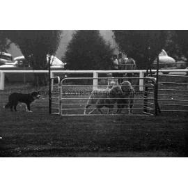 Molong sheep dog trials