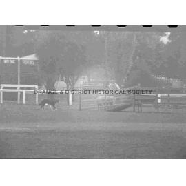 Molong sheep dog trials