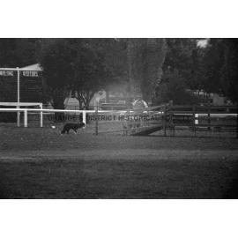 Molong sheep dog trials