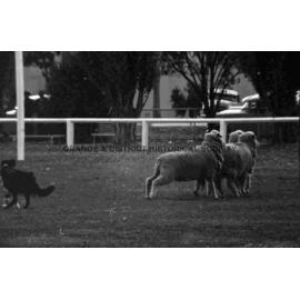 Molong sheep dog trials